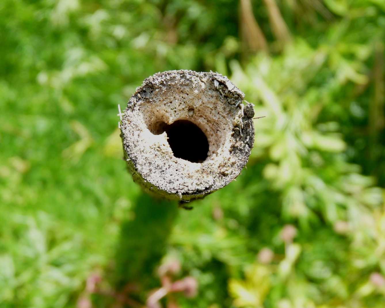 Piccola Xilocopa: Xylocopa iris?